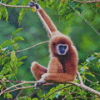 Brown Gibbon Monkey Diamond Painting