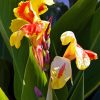 Canna Flower Diamond Painting