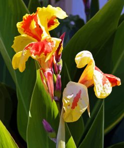 Canna Flower Diamond Painting