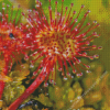 Carnivorous Sundew Plant Diamond Painting