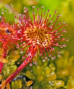 Carnivorous Sundew Plant Diamond Painting