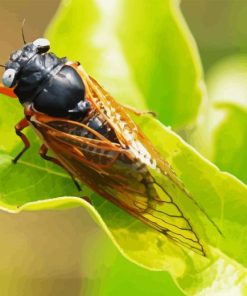 Cicadas Insect Back Diamond Painting