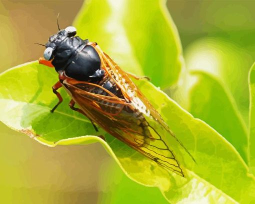 Cicadas Insect Back Diamond Painting