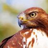 Close Up Red Tailed Hawk Diamond Painting