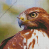 Close Up Red Tailed Hawk Diamond Painting