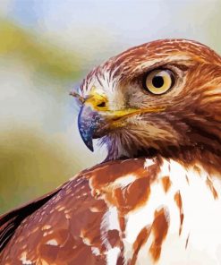 Close Up Red Tailed Hawk Diamond Painting