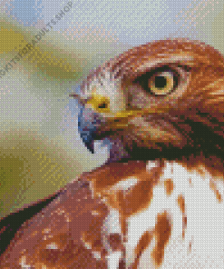 Close Up Red Tailed Hawk Diamond Painting