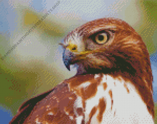 Close Up Red Tailed Hawk Diamond Painting