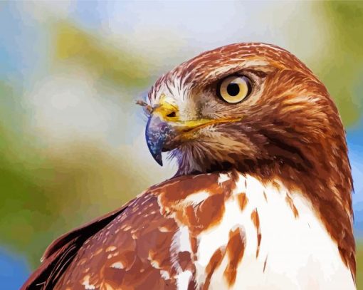 Close Up Red Tailed Hawk Diamond Painting