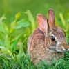 Close up European Rabbit Diamond Painting