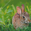 Close up European Rabbit Diamond Painting