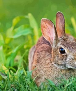 Close up European Rabbit Diamond Painting