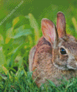 Close up European Rabbit Diamond Painting