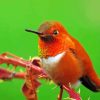 Close Up Rufous Hummingbird Diamond Painting