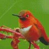 Close Up Rufous Hummingbird Diamond Painting