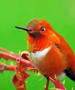 Close Up Rufous Hummingbird Diamond Painting