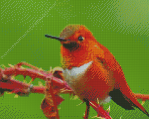 Close Up Rufous Hummingbird Diamond Painting