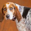 Coonhound Diamond Painting