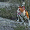 Danish Swedish Farmdog Diamond Painting