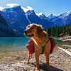 Dog On A Lake Diamond Painting