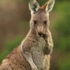 Eastern Grey Kangaroo Animal Diamond Painting