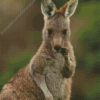 Eastern Grey Kangaroo Animal Diamond Painting