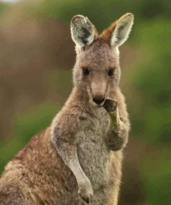 Eastern Grey Kangaroo Animal Diamond Painting