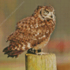 Eurasian Eagle Owl Side View Diamond Painting