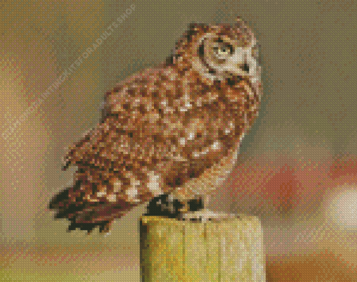 Eurasian Eagle Owl Side View Diamond Painting