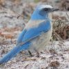 Florida Scrub Jay Bird Diamond Painting