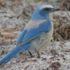 Florida Scrub Jay Bird Diamond Painting