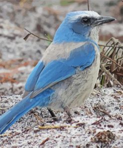 Florida Scrub Jay Bird Diamond Painting