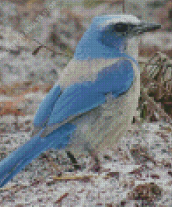 Florida Scrub Jay Bird Diamond Painting