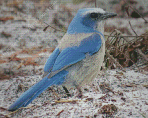 Florida Scrub Jay Bird Diamond Painting