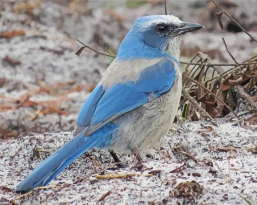 Florida Scrub Jay Bird Diamond Painting