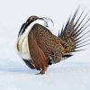 Greater Sage Grouse In Snow Diamond Painting