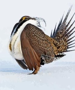 Greater Sage Grouse In Snow Diamond Painting