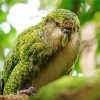 Green Kakapo Bird Diamond Painting