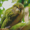 Green Kakapo Bird Diamond Painting