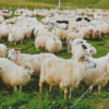 Herd of Sheep in Field Diamond Painting