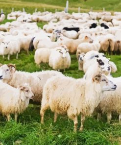 Herd of Sheep in Field Diamond Painting