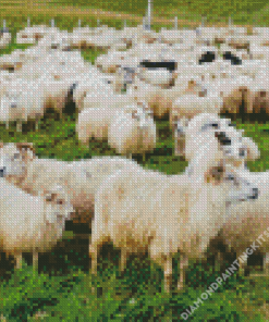 Herd of Sheep in Field Diamond Painting