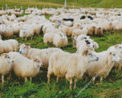 Herd of Sheep in Field Diamond Painting