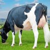 Holstein Friesian Cow Diamond Painting