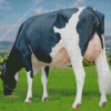 Holstein Friesian Cow Diamond Painting