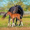 Horse And Colt Diamond Painting