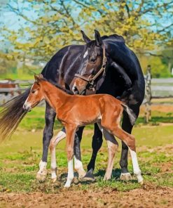 Horse And Colt Diamond Painting