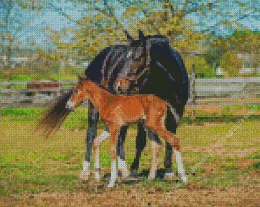 Horse And Colt Diamond Painting