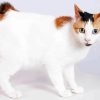 Japanese Bobtail Cat Diamond Painting