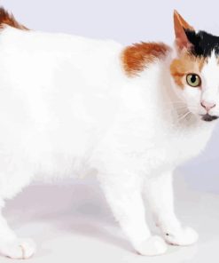 Japanese Bobtail Cat Diamond Painting